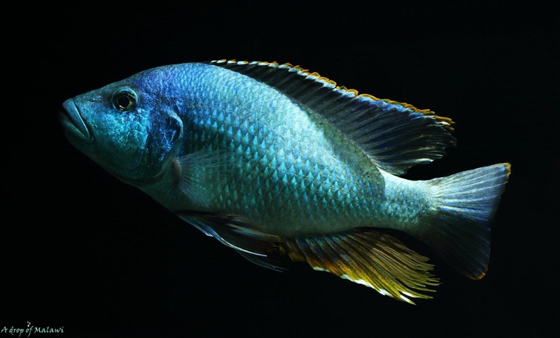Nimbochromis livingstonii